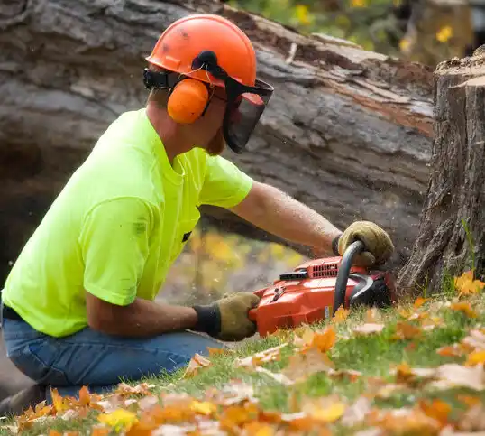 tree services North Kingsville